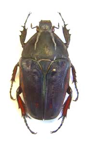 Mecynorhina ugandensis.Moser. f  melanic 