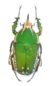 Mecynorhina torquata torquata . Drury.