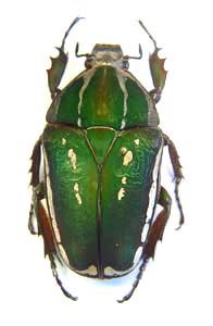 Mecynorhina torquata torquata . Drury.