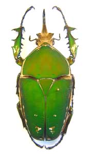 Mecynorhina torquata Immaculicollis. Kraatz.