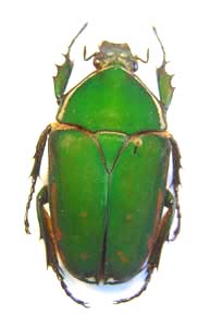 Mecynorhina torquata Immaculicollis. Kraatz.