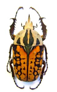 Mecynorhina oberthuri. Frirmaire. f decorata