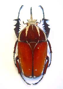 Mecynorhina ugandensis nickerli. Tesar.