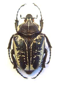 Goliathus albosignatus. Boheman.  f  nigra.