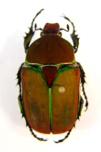 Compsocephalus kachowskii. Olsufiew.