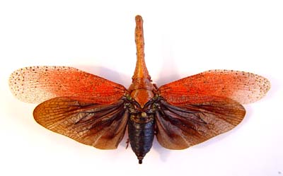 Fulgoridae sp.