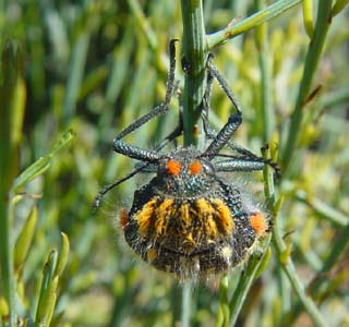 Julodis. sp.