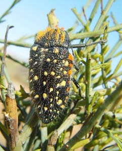 Julodis. sp.