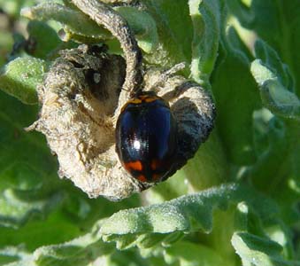 Coccinellidae sp.