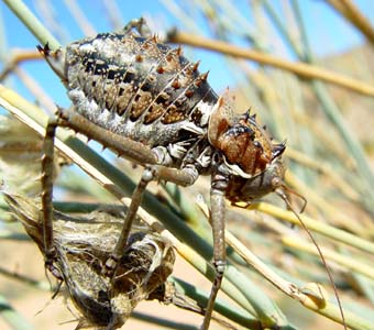 Armoured Corn Cricket.