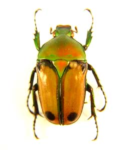 Eudicella trimeni transkeiensis. Allard.