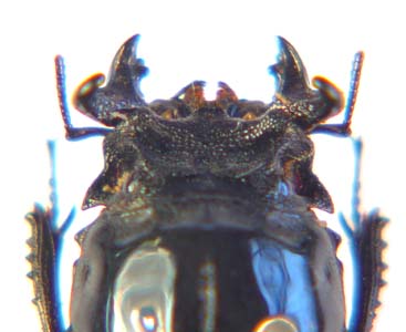 Nigidius amplicollis. Quedenfeldt