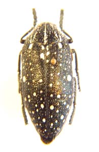 Julodis humeralis. var.B