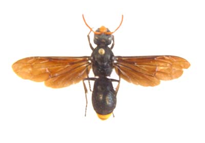 Yellow tail wasp