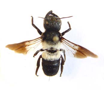 Hymenoptera sp.