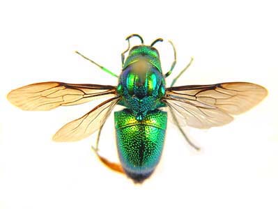 Chrysididae sp. (Cuckoo wasp)