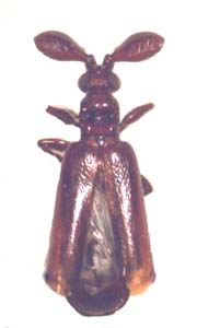 Paussidae sp.