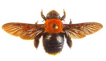 Xylocopa flavorufa.