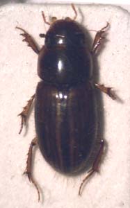 Aphodius (blackburneus) beroni.