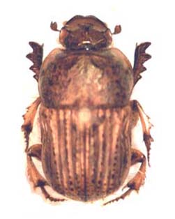 Cheironitis scabrosus