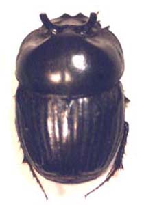 Dung beetle