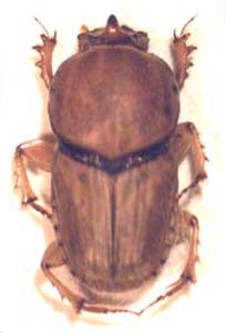 Evonificellus infermedius