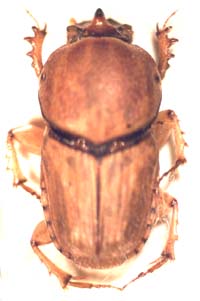 Evonificellus infermedius