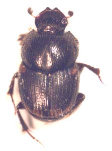 Onthophagus omostigma