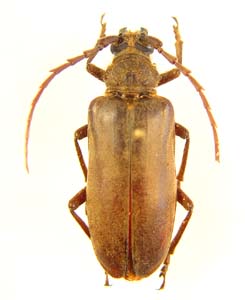 Prionidae sp.