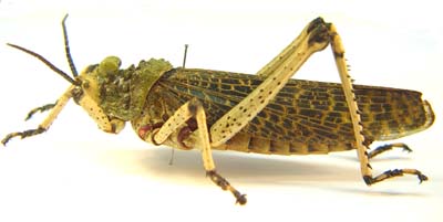 Green grasshopper