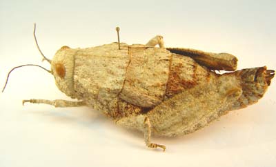 Stone grasshopper