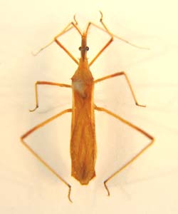 Reduviidae sp.