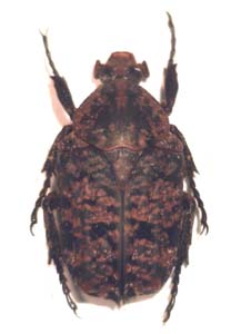 Niphetophora hildebrandti