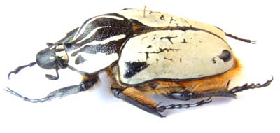 Goliathus orientalis quadrimaculatus. var. female.