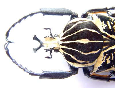 Goliathus albosignatus kirkianus. Boh.  