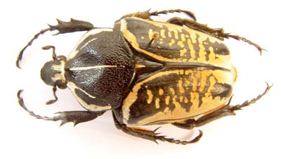 Goliathus albosignatus kirkianus. Boh.  