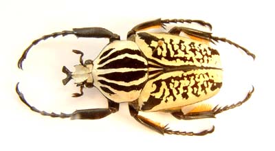 Goliathus albosignatus kirkianus. var 