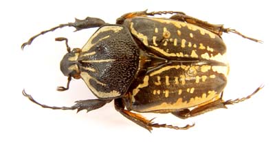 Goliathus albosignatus kirkianus. Boh. f nigra.