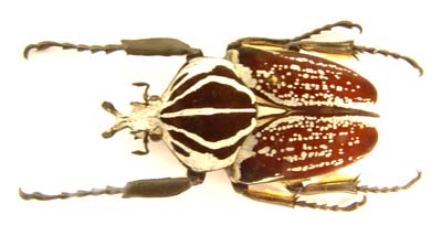 Goliathus goliatus 