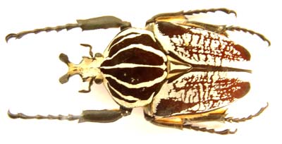 Goliathus goliatus undulus.