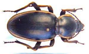 Phanerotomea bertolonii