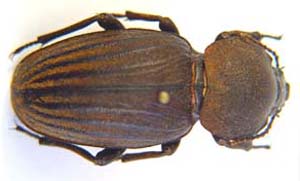 Phanerotomea sp.