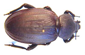 Psammodes sulcicollis. Peringvey