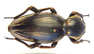 Psammodes gravidus