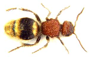 Apyerogyna schultzei. (Velvet ant )