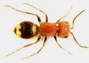 Mutilla basiornata. (Velvet ant  )