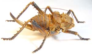 Armoured Corn Cricket.