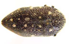 Julodis vansoni.  Obenberger