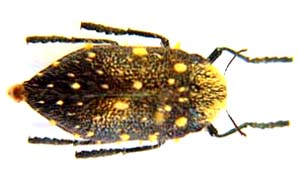 Julodis hirsuta rugosa.