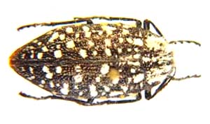 Julodis sulcicollis